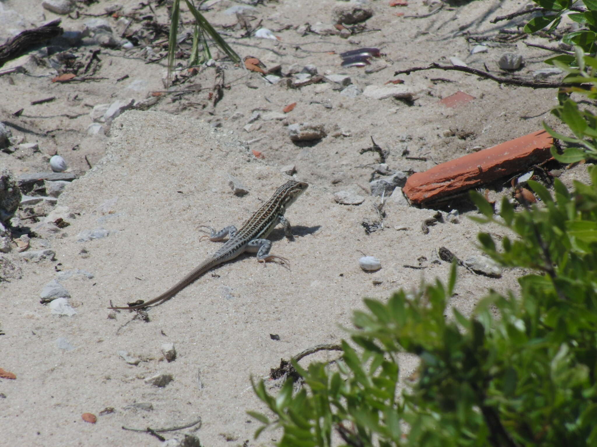 Imagem de Acanthodactylus erythrurus erythrurus (Schinz 1833)