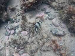 Image of Banded Butterflyfish