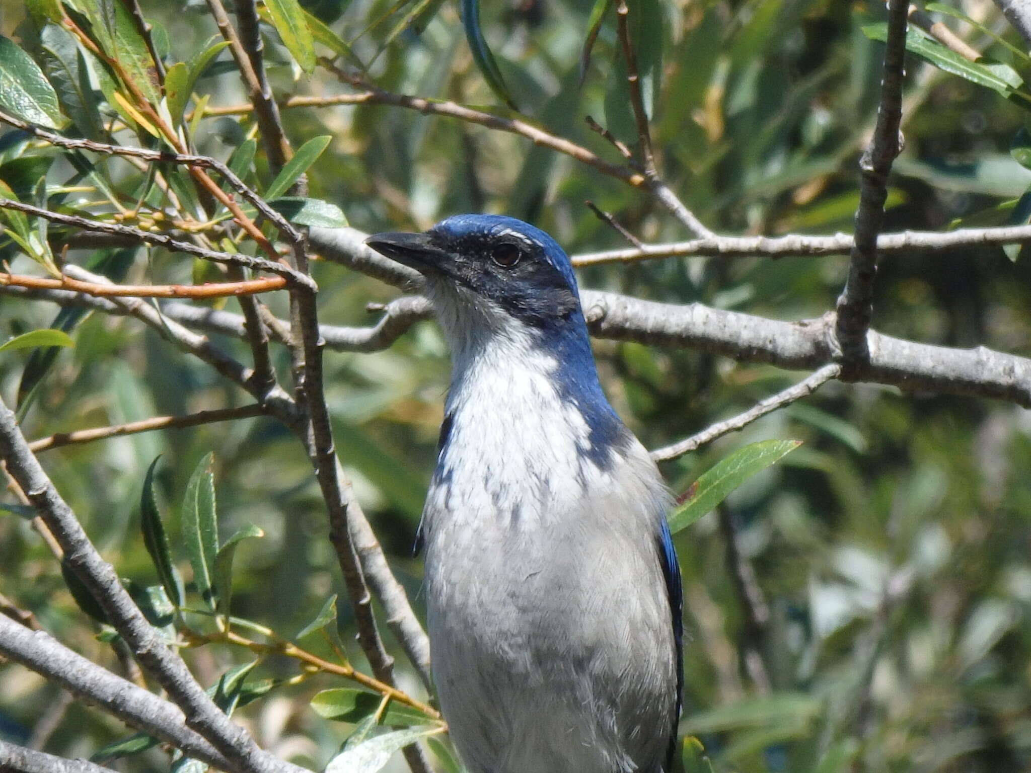 Image of Island Scrub Jay