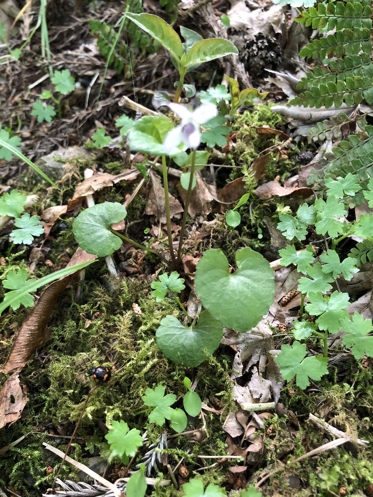 Image of Viola arcuata Bl.