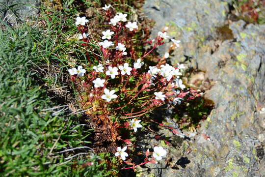 Image of Saxifraga pedemontana subsp. cervicornis (Viv.) Engler