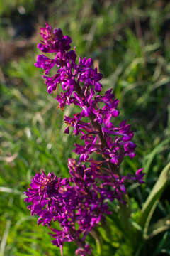 Image of Loose-flowered orchid