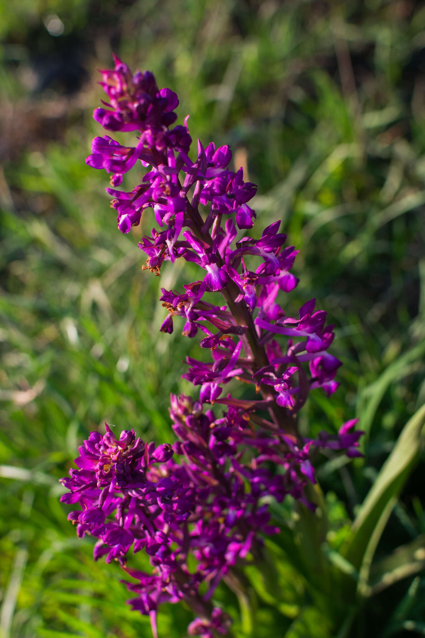 Anacamptis laxiflora (Lam.) R. M. Bateman, Pridgeon & M. W. Chase的圖片