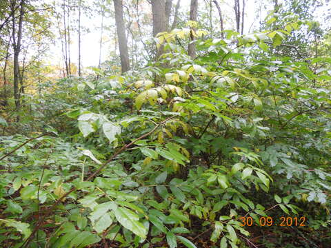 Image of red elderberry