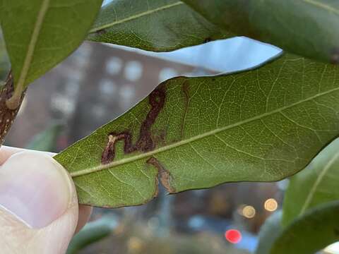 Image of Stigmella betulicola (Stainton 1856) Beirne 1945