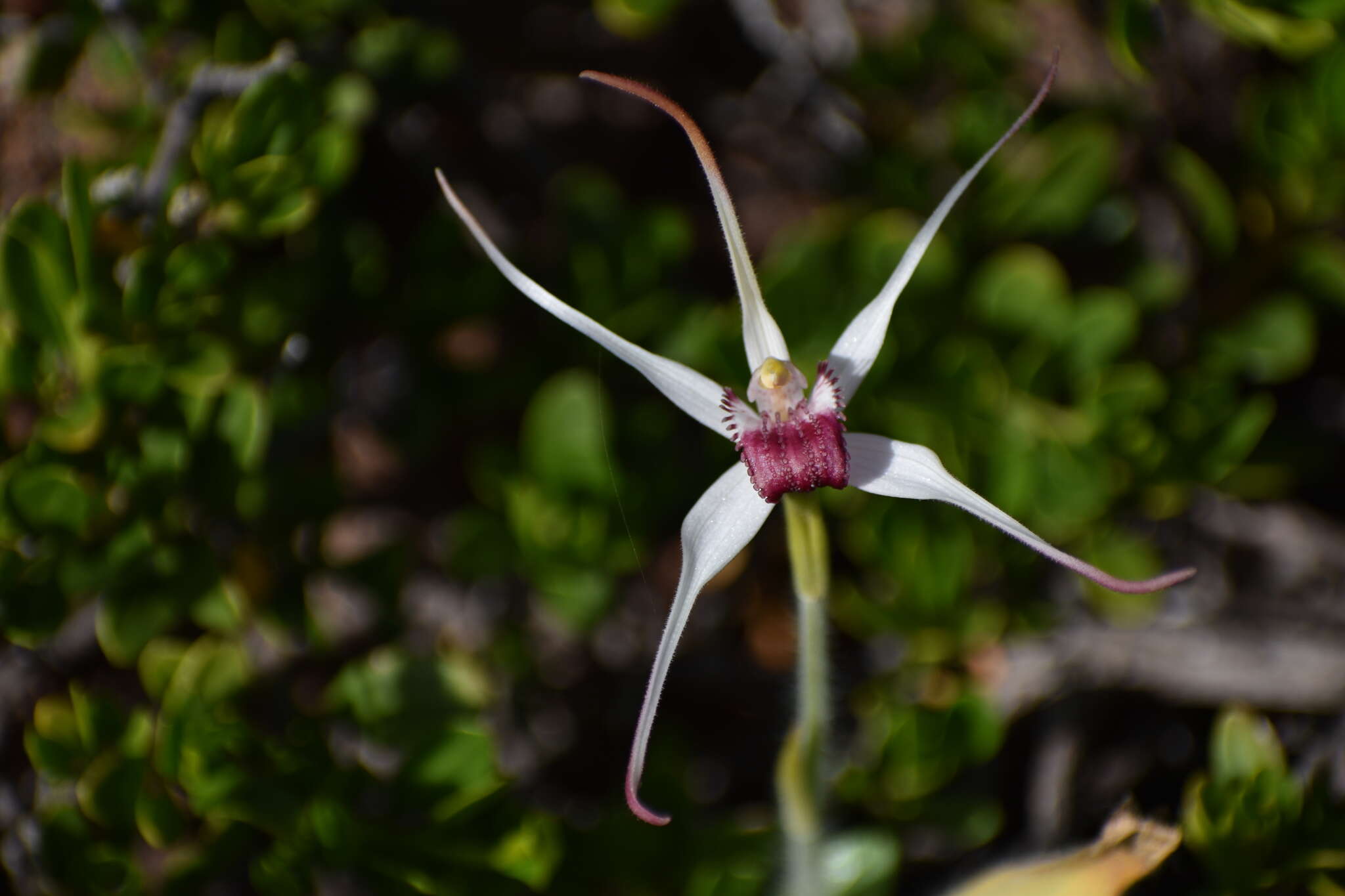 Image of Exotic spider orchid