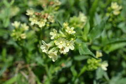 Imagem de Anchusa ochroleuca M. Bieb.