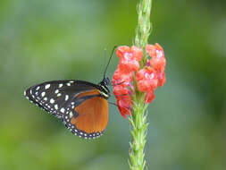 Imagem de Tithorea tarricina pinthias Godman & Salvin 1878