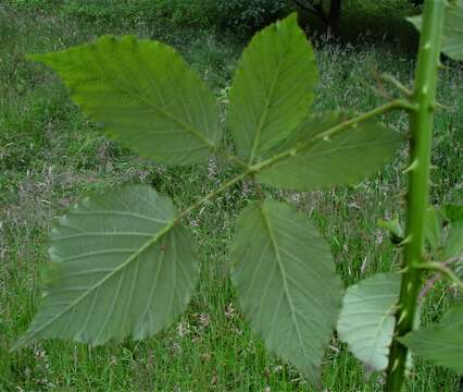 Image of Rubus incurvatiformis Edees