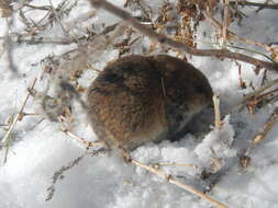 Image of Microtus brachycercus Lehmann 1961