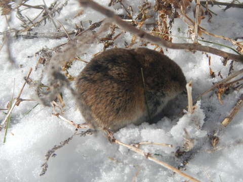 Image de Microtus brachycercus Lehmann 1961