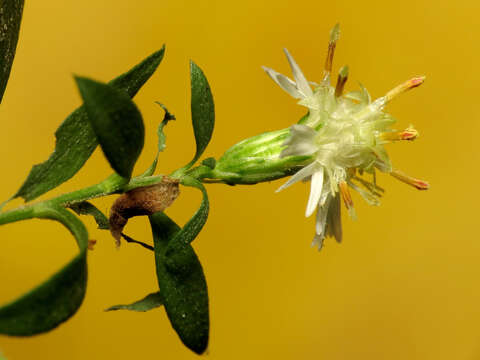 Solidago bicolor L. resmi