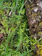 Image of common yarrow