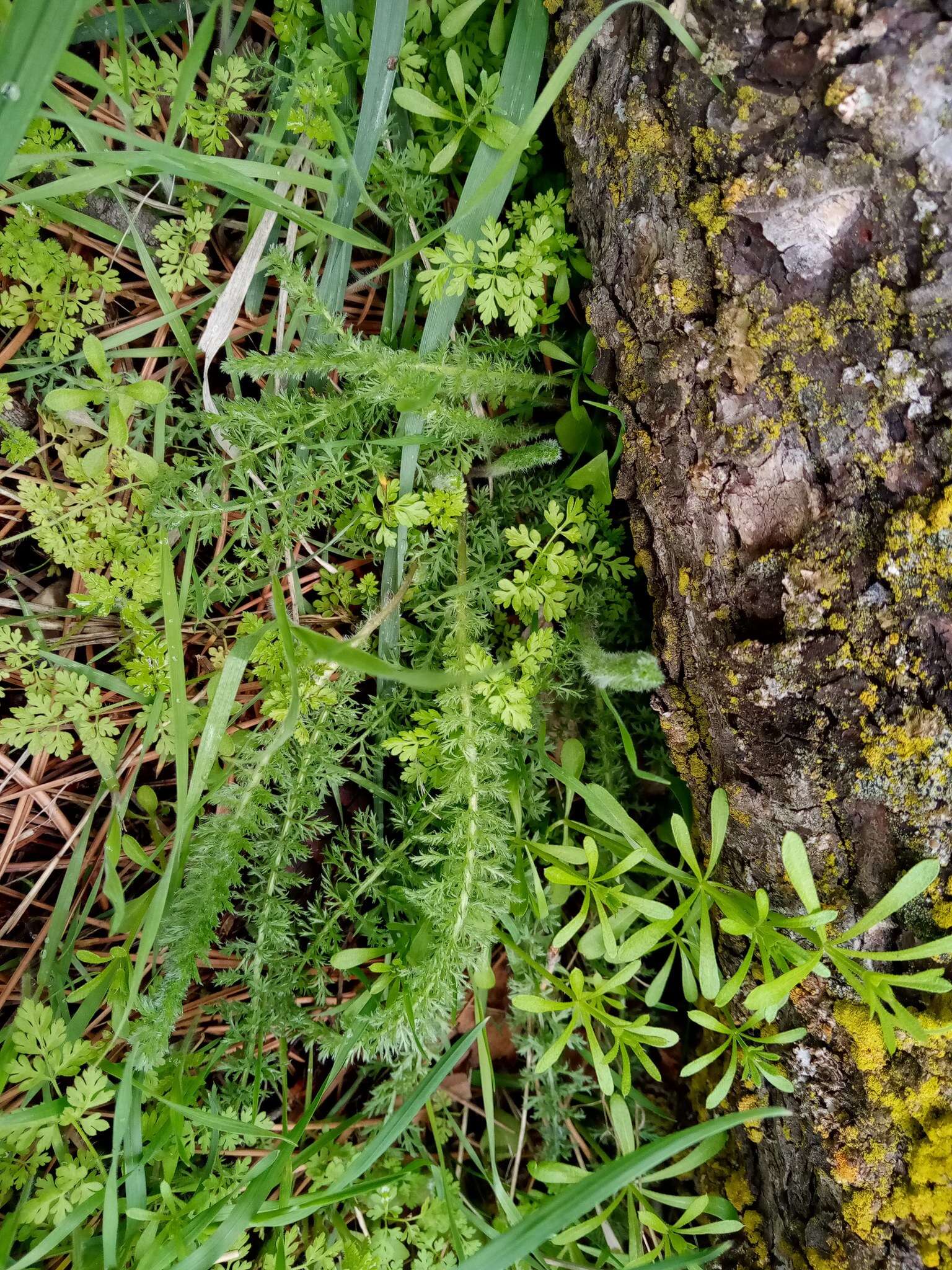 Image of common yarrow