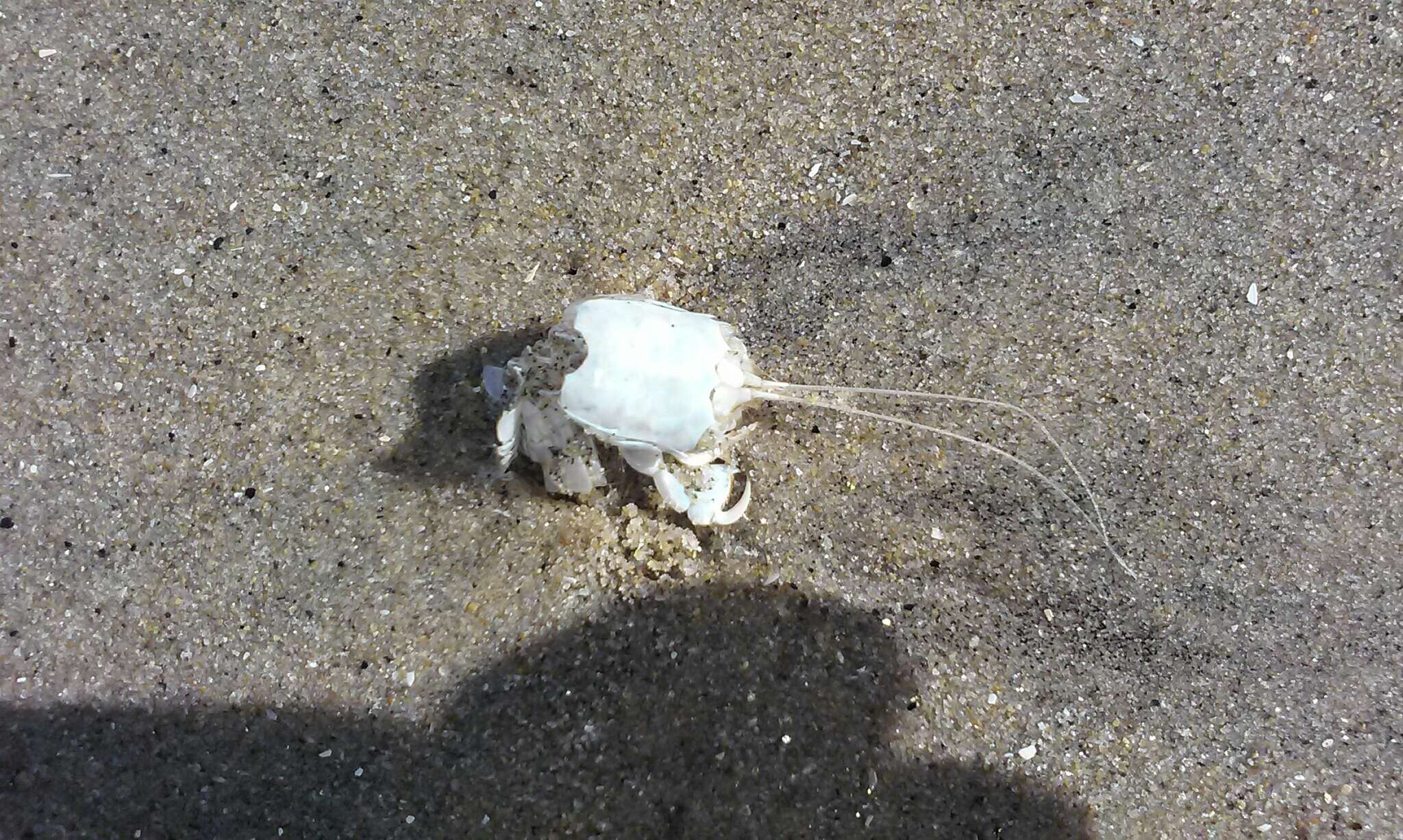Image of California mole crab