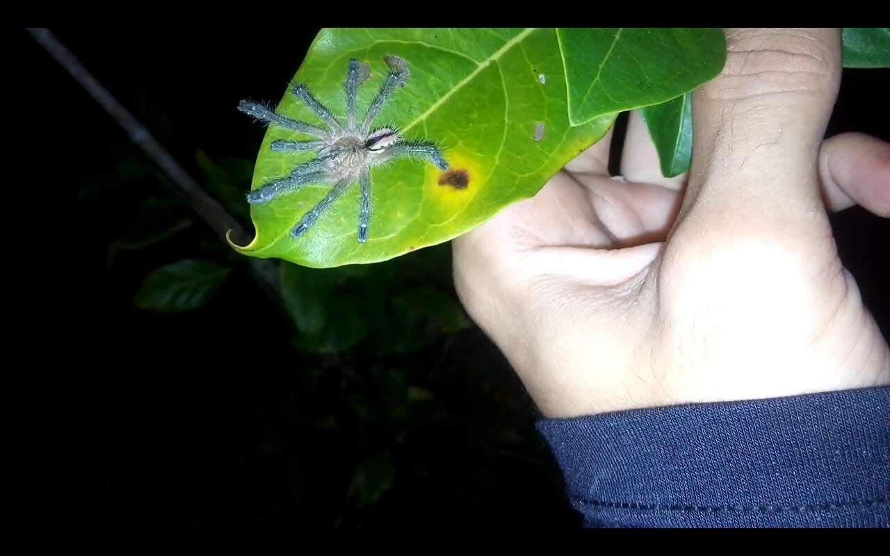 Image of Bahia Purple Red Tarantula