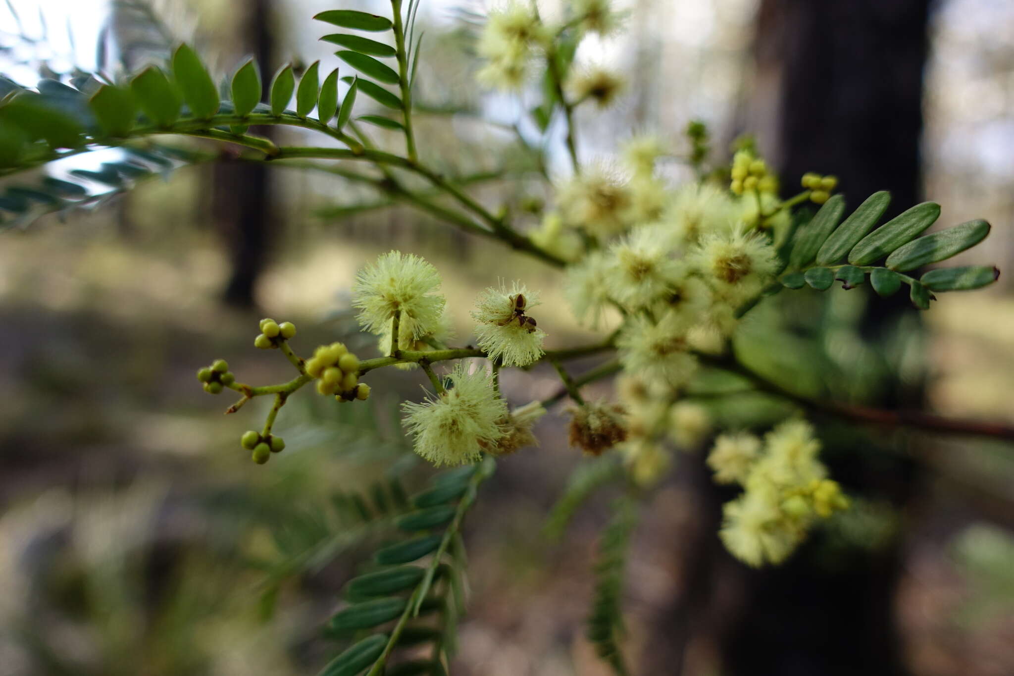 Imagem de Acacia terminalis (Salisb.) J. F. Macbr.