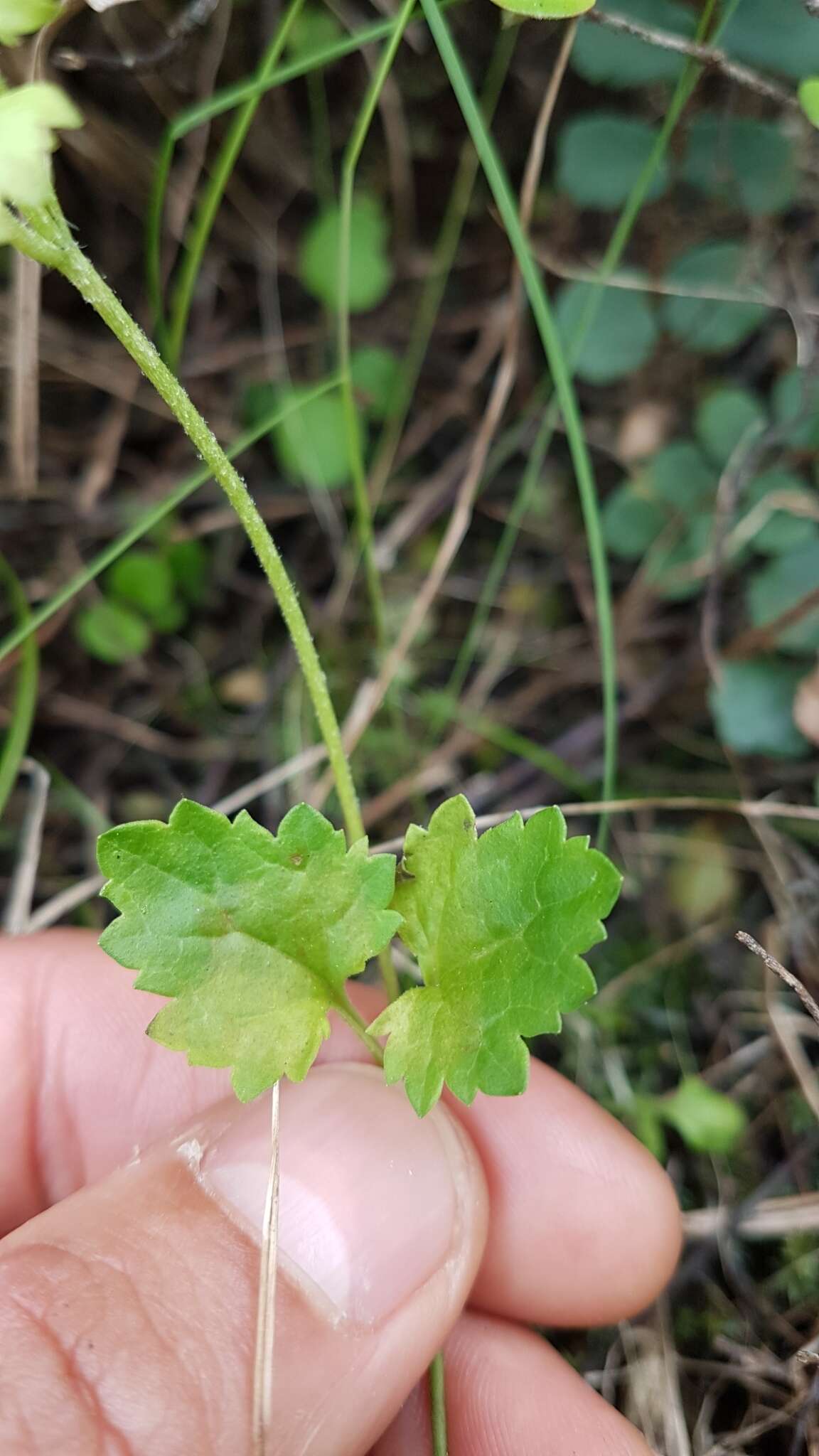 Image of Speedwell