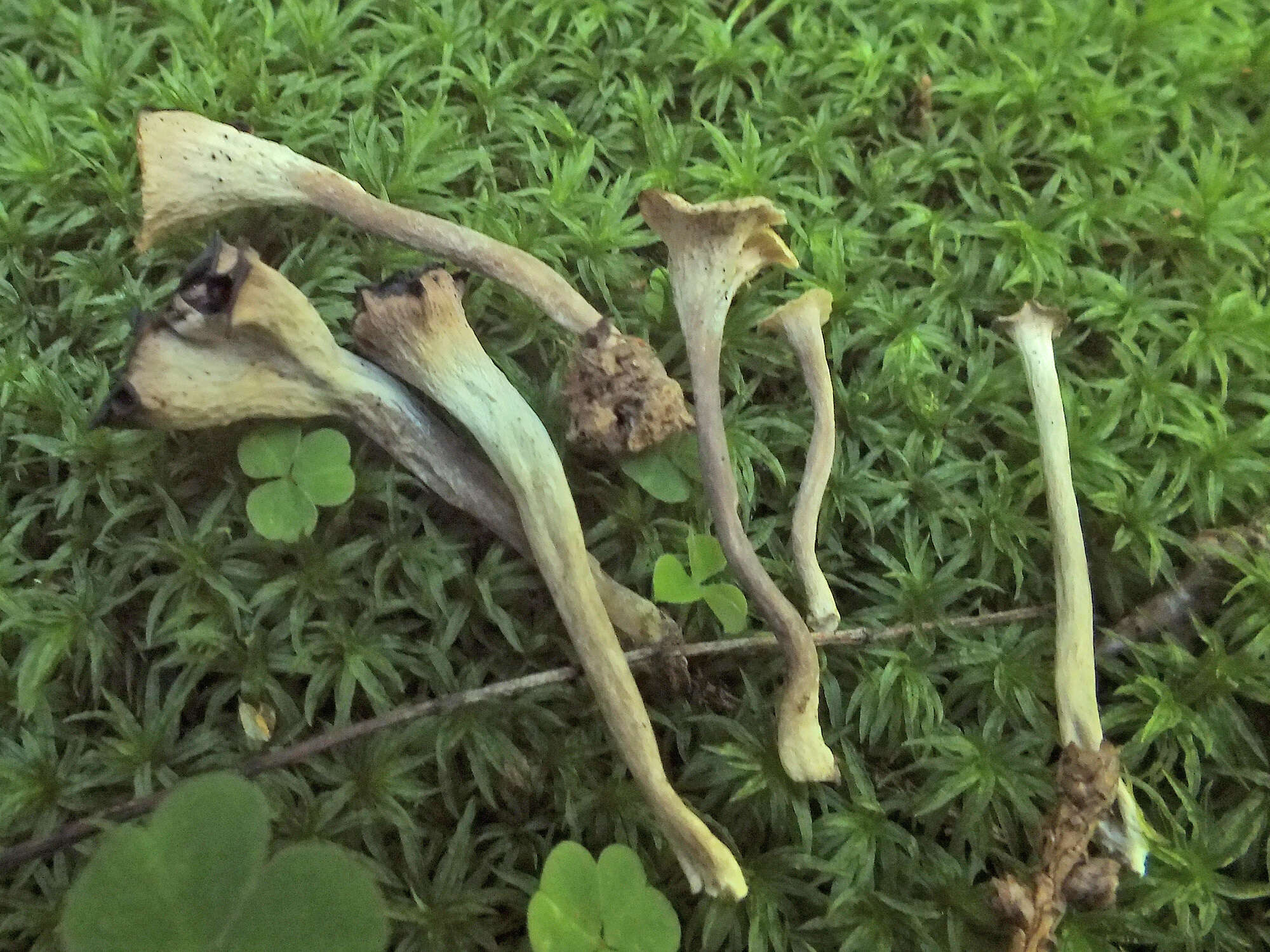 Image of Craterellus undulatus