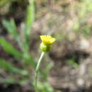 Image of Phacellothrix cladochaeta (F. Müll.) F. Müll.