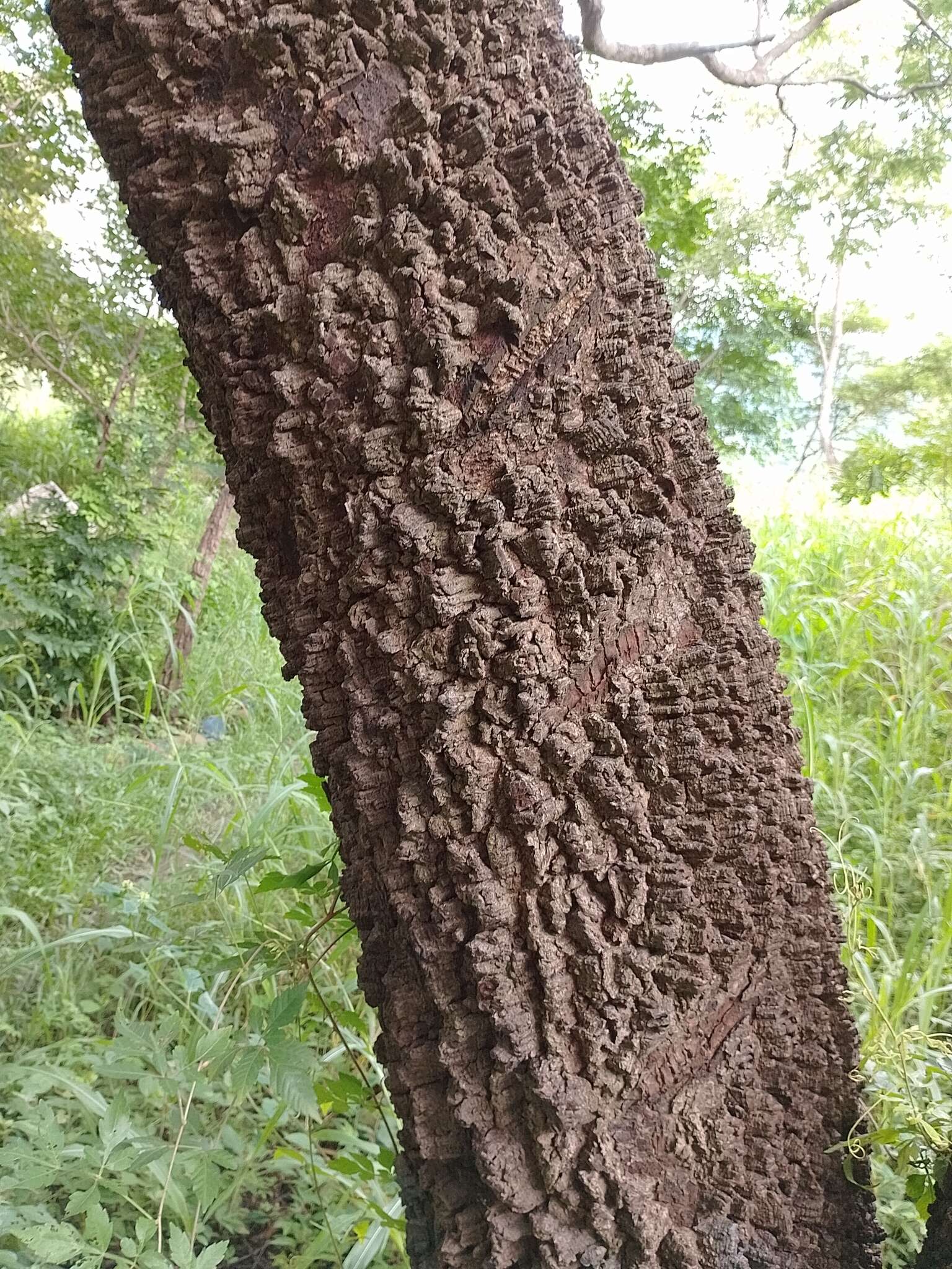 酒醉木的圖片