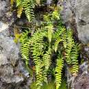 Image of Polystichum stimulans (Kunze ex Mett.) Bedd.