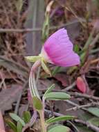 Plancia ëd Clarkia prostrata H. & M. Lewis