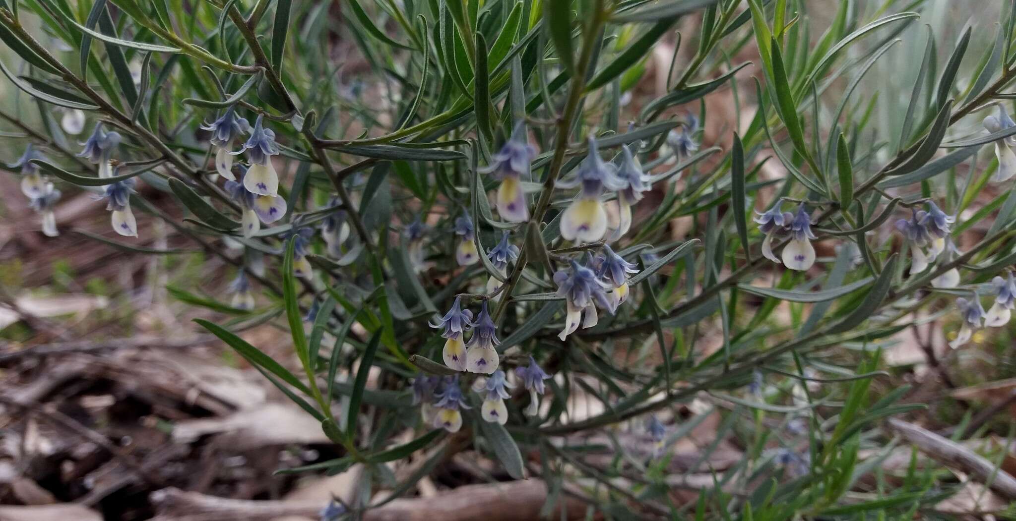 Image de Pigea floribunda (Lindl.) Lindl.