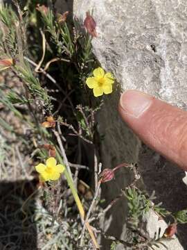 Image of Fumana ericifolia Wallr.