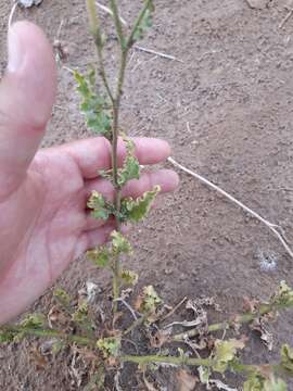 Image of Nicotiana paa R. Martinez-Crovetto