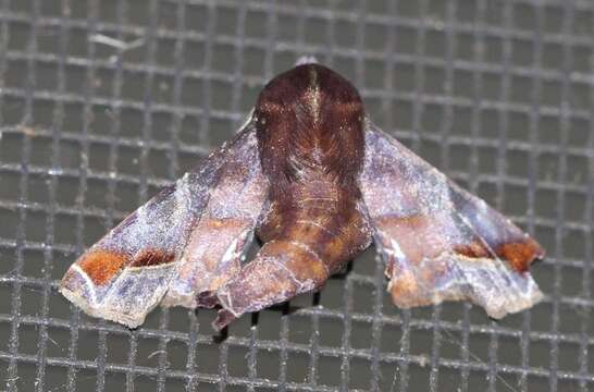 Image of Mango shoot borer