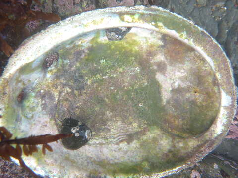 Image of red abalone