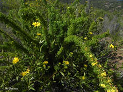 Image of Oxalis virgosa Molina