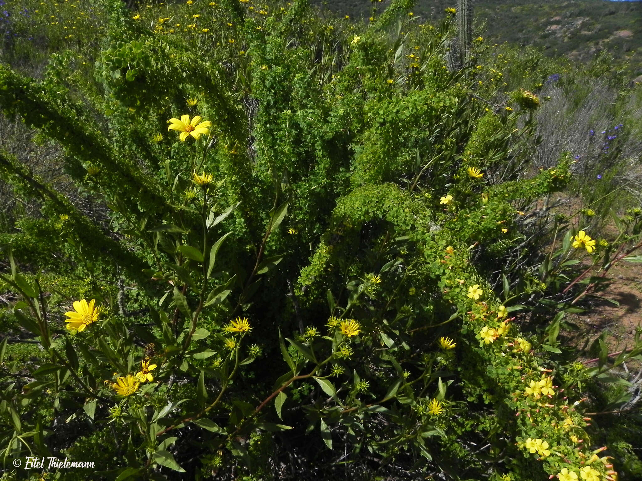 Sivun Oxalis virgosa Molina kuva