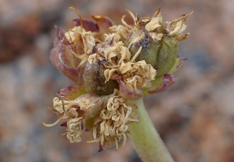 Plancia ëd Podistera nevadensis (A. Gray) S. Wats.