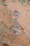 Image of Cutler's milkweed