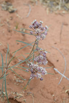 Image de Asclepias cutleri R. E. Woodson