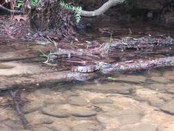 Image of Little River arrowhead