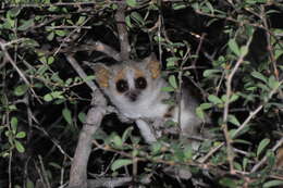 Image of Gray-brown Mouse Lemur