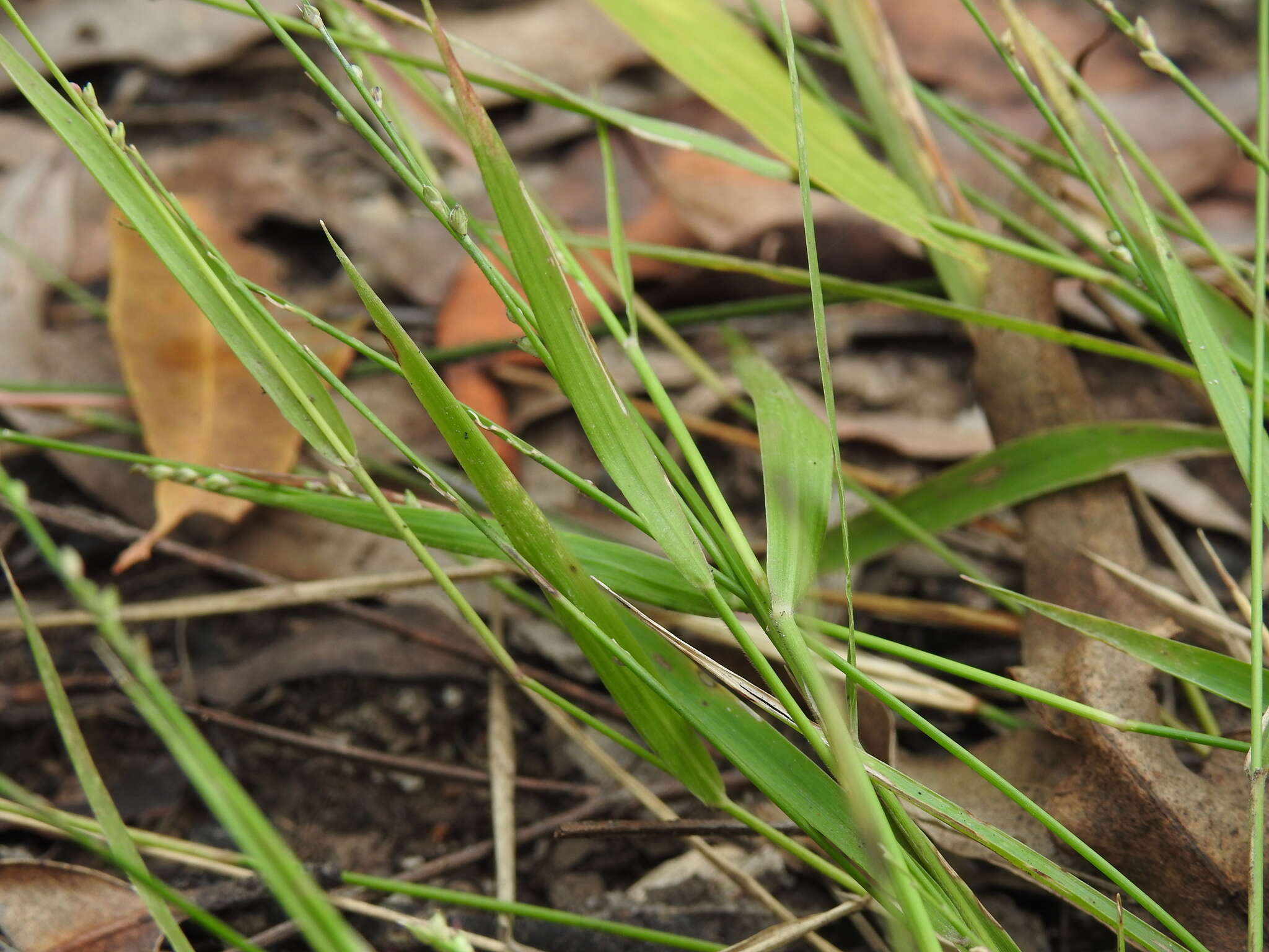 Image of spreading panicgrass