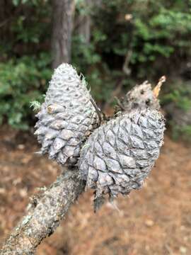 Image of Bishop pine