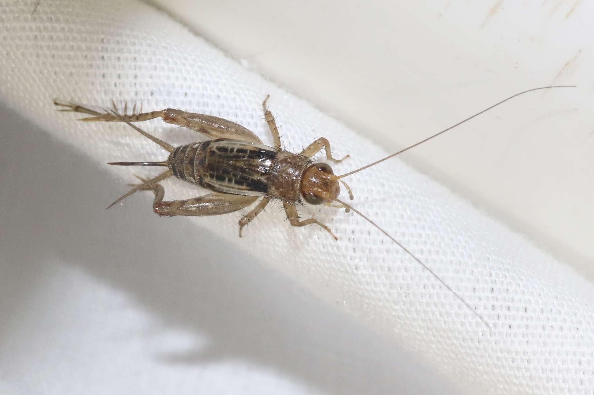 Image of Mormon Ground Cricket