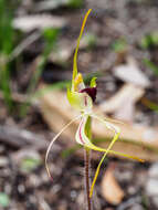 Image of Small spider orchid