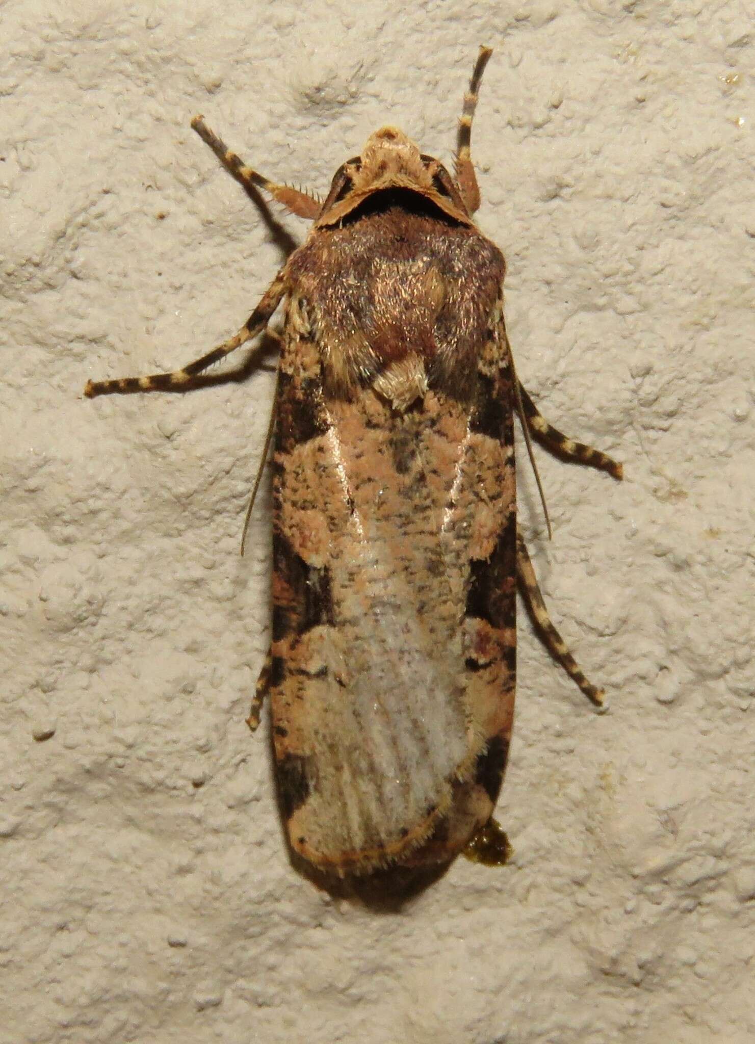 Mentaxya ignicollis (Walker 1857) resmi