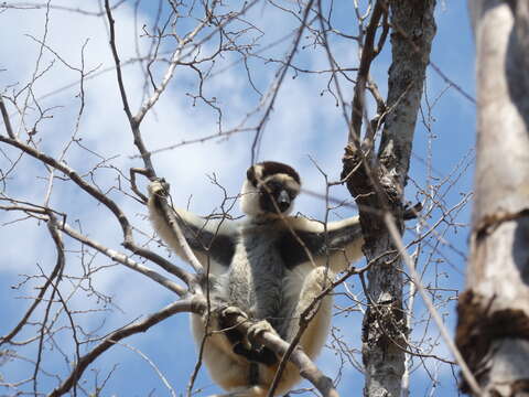 Image of Verreaux's Sifaka