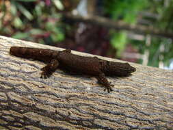 Image of Least Gecko