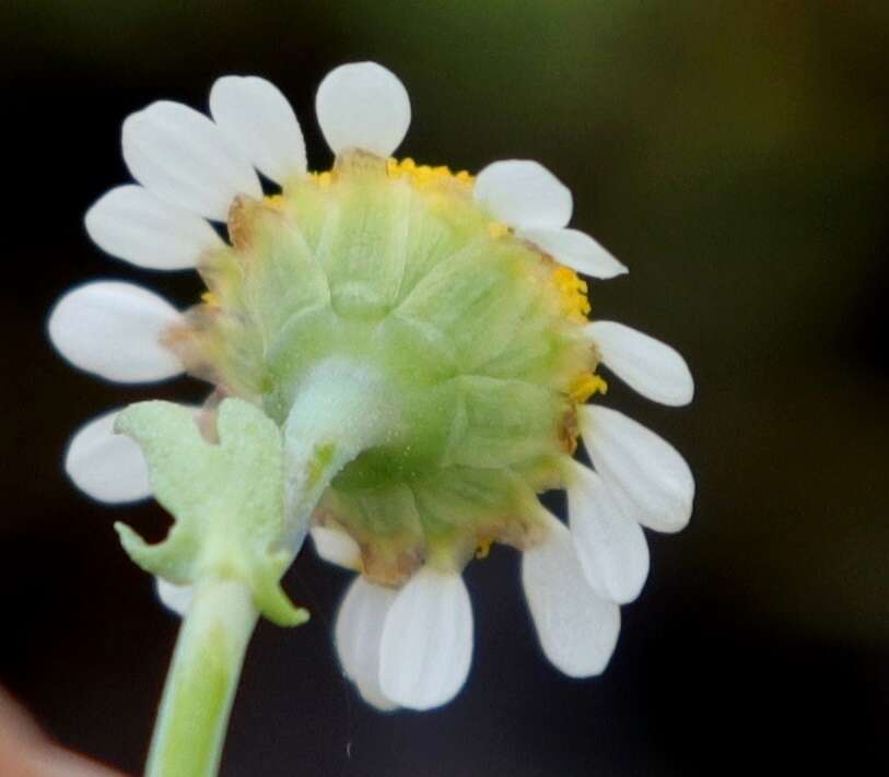 Image of Staggers weed