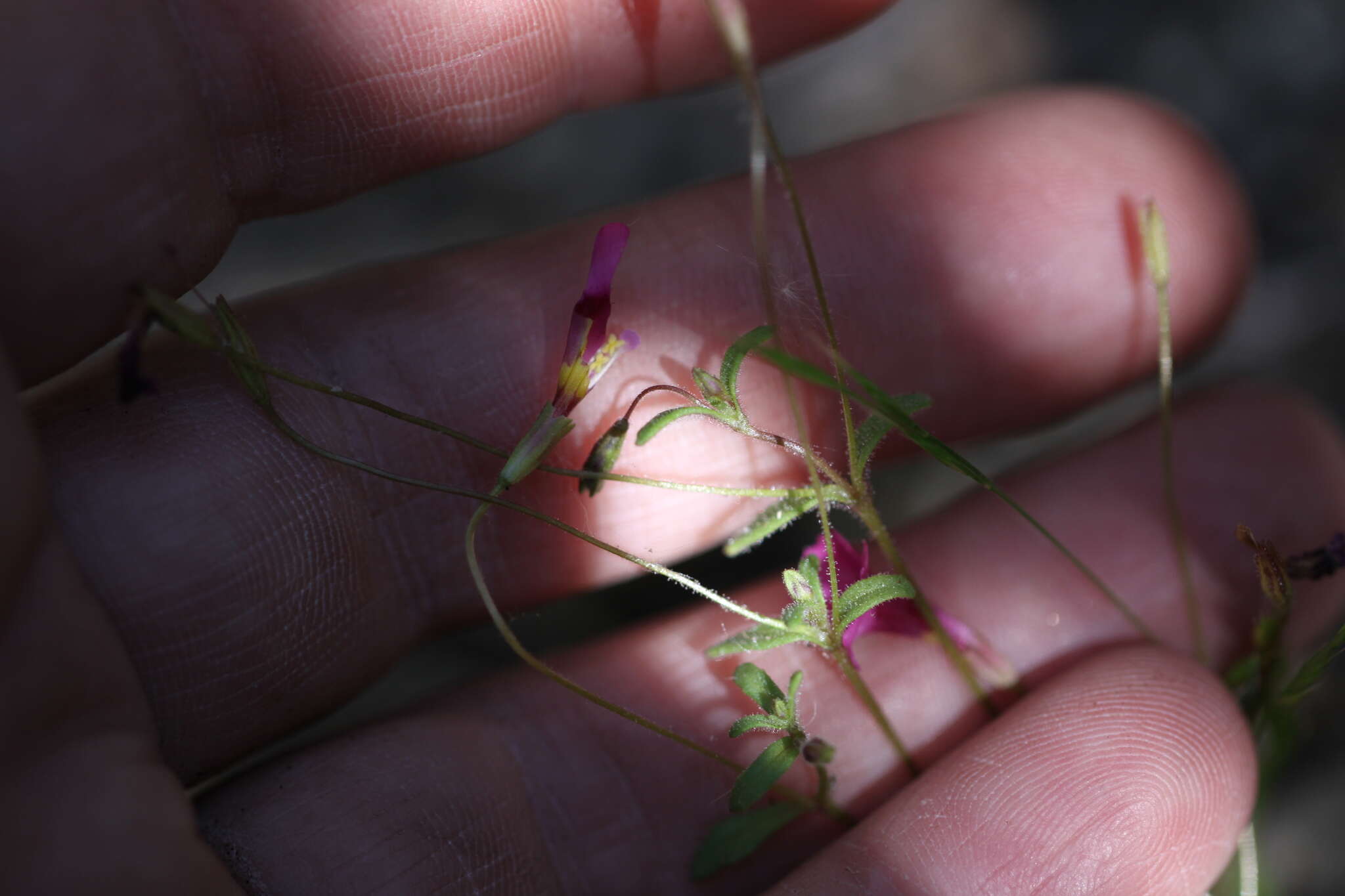 Image of Palomar monkeyflower