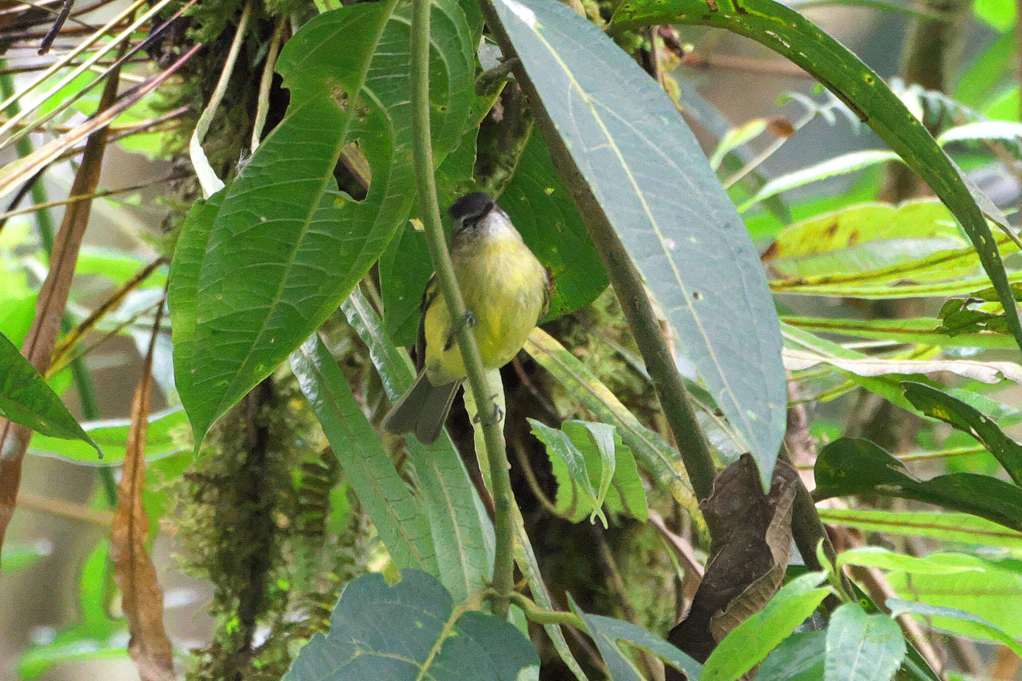 Plancia ëd Phyllomyias nigrocapillus (Lafresnaye 1845)