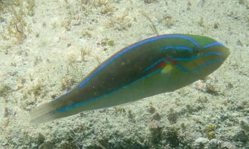 Image of Red-shoulder wrasse